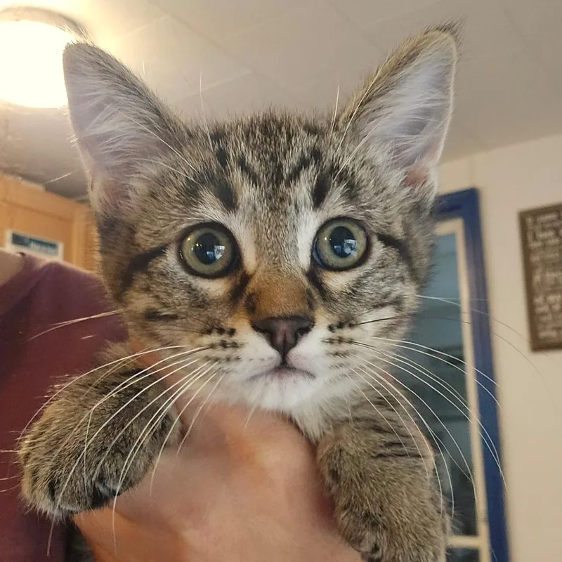A baby small-sized female Brown / Chocolate Domestic Short Hair cat named Elphaba for adoption in Hanna City, IL