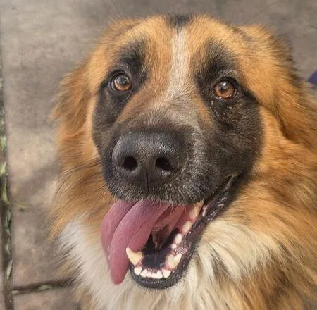 An adult large-sized male German Shepherd Dog dog named Beasley for adoption in Martinez, CA