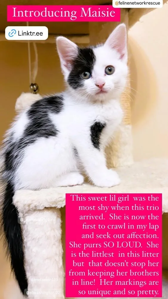 A baby small-sized female Black & White / Tuxedo Domestic Short Hair cat named Maisie for adoption in Mooresville, NC