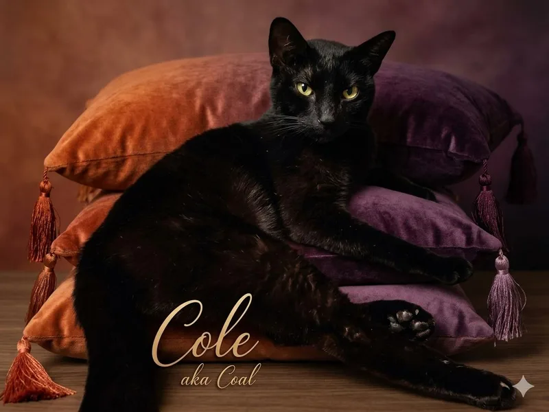 A young large-sized male Black Domestic Short Hair cat named Cole for adoption in Spring Branch, TX