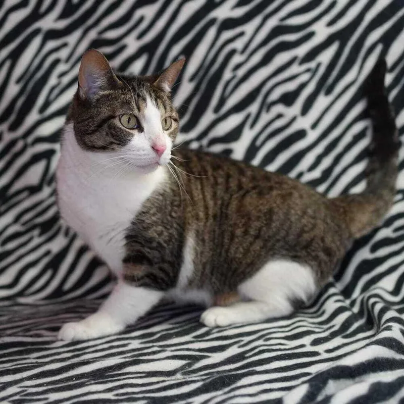 A young medium-sized female Domestic Short Hair cat named Phoebe for adoption in Wheaton, IL