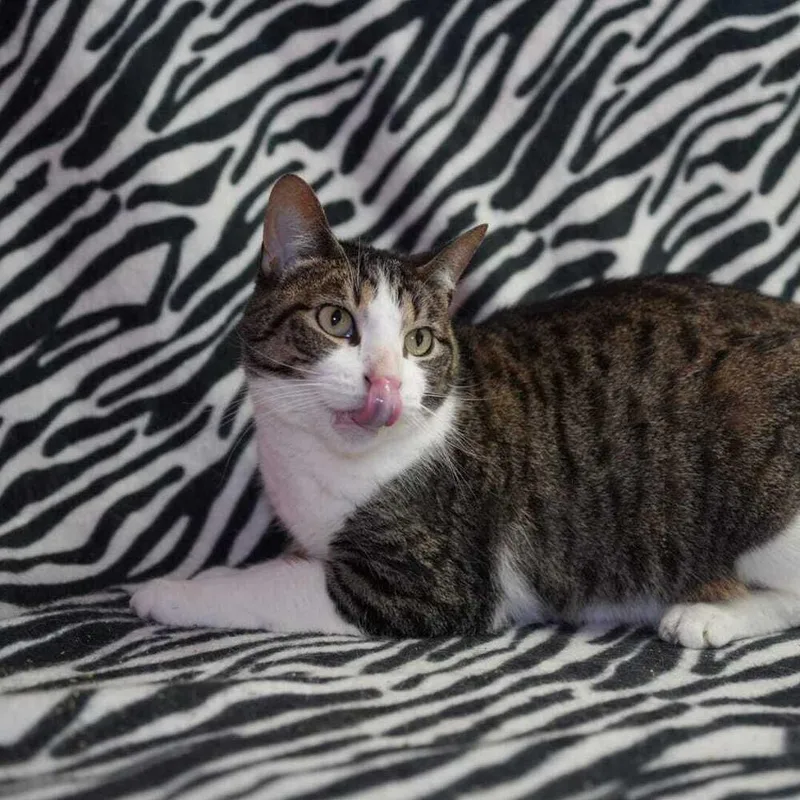 Phoebe thumbnail 2