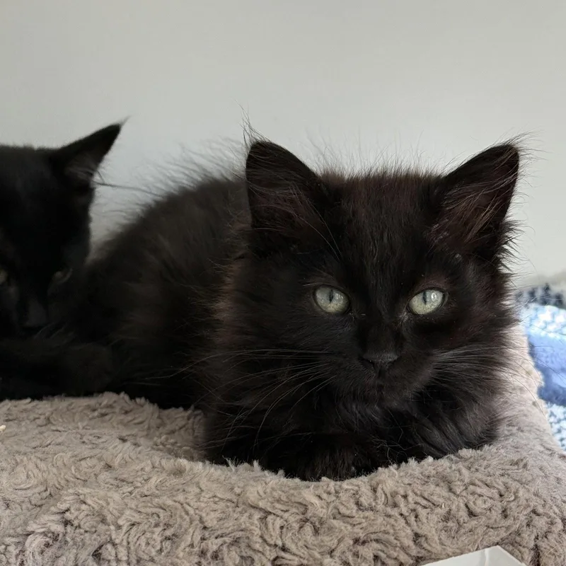A baby small-sized female Black Domestic Medium Hair cat named Orbit for adoption in Oakland, CA
