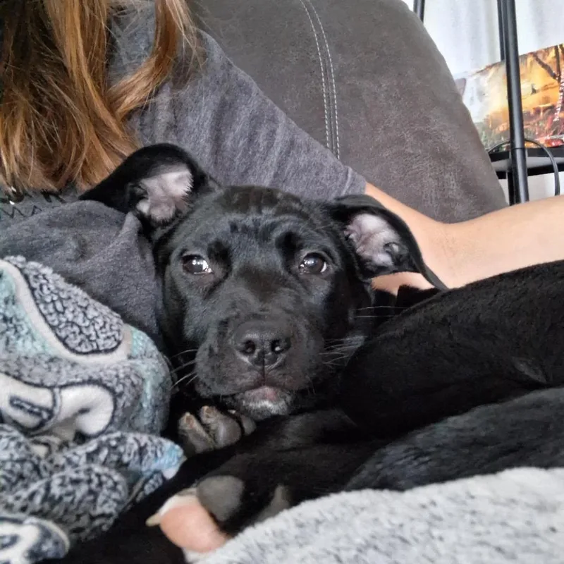 Roo