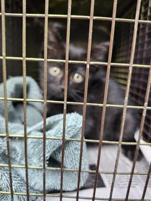 A baby small-sized female Domestic Short Hair cat named Myla for adoption in San Antonio, TX