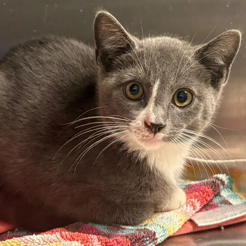 A baby small-sized male Gray / Blue / Silver Domestic Short Hair cat named Dune for adoption in East Hanover, NJ