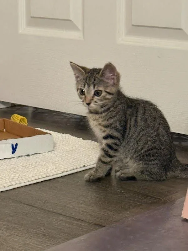 A baby small-sized male Domestic Short Hair cat named Sir Meows for adoption in Bonsall, CA