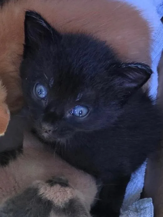 A baby medium-sized male Domestic Short Hair cat named Dominic fka Jan for adoption in Tampa, FL