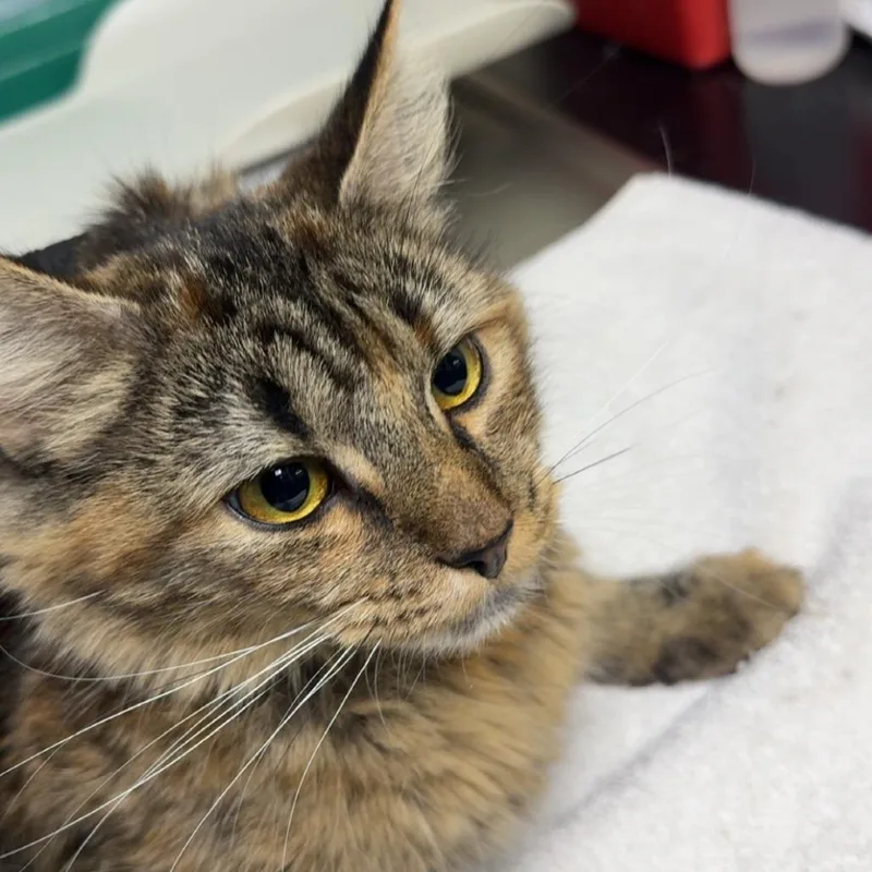A young medium-sized female Brown / Chocolate Domestic Short Hair cat named Carrie for adoption in Lakewood, CO
