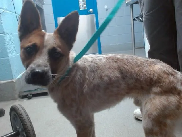 A young medium-sized male Australian Cattle Dog / Blue Heeler dog named Bingo for adoption in Albuquerque, NM