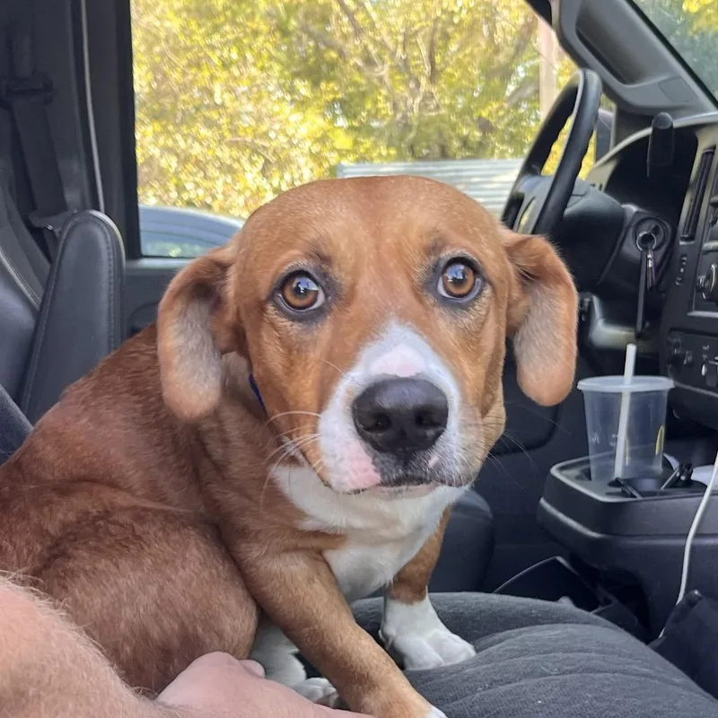 An adult medium-sized male Beagle dog named Whiskey for adoption in Clarksville, AR
