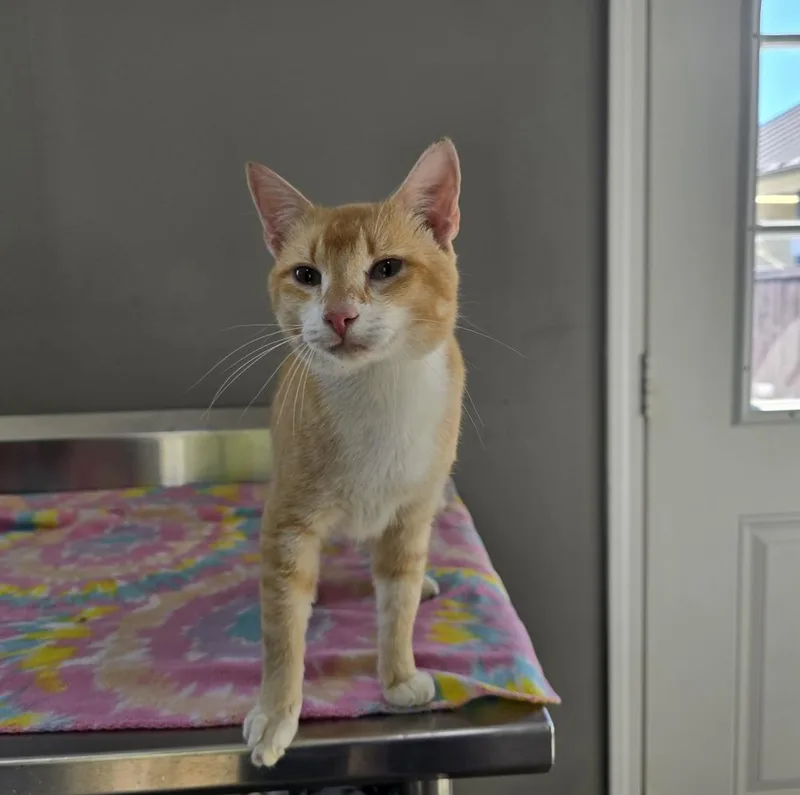 An adult large-sized male Orange & White Domestic Short Hair cat named Quinton B Squinton for adoption in Dickson, TN