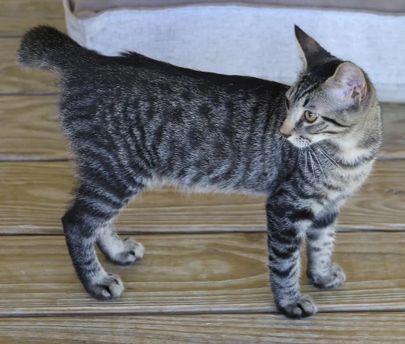 A baby medium-sized male Domestic Short Hair cat named Smokey for adoption in North Fort Myers, FL