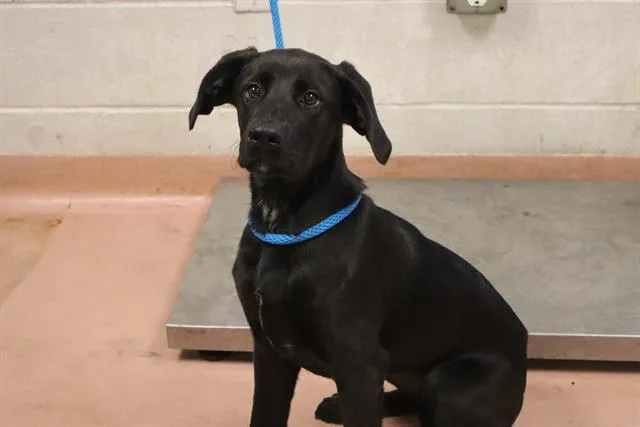 A young medium-sized female Mixed Breed dog named Snowdrop for adoption in Columbia, SC