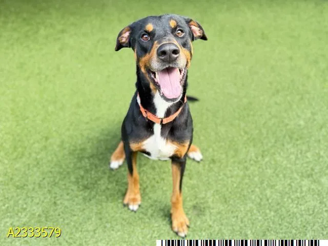 An adult large-sized male Mixed Breed dog named George for adoption in West Palm Beach, FL
