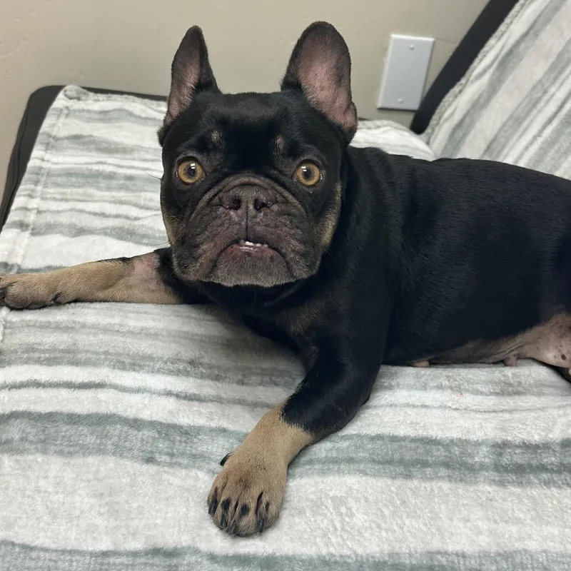 An adult medium-sized female Brown / Chocolate French Bulldog dog named Sugar for adoption in Santa Barbara, CA