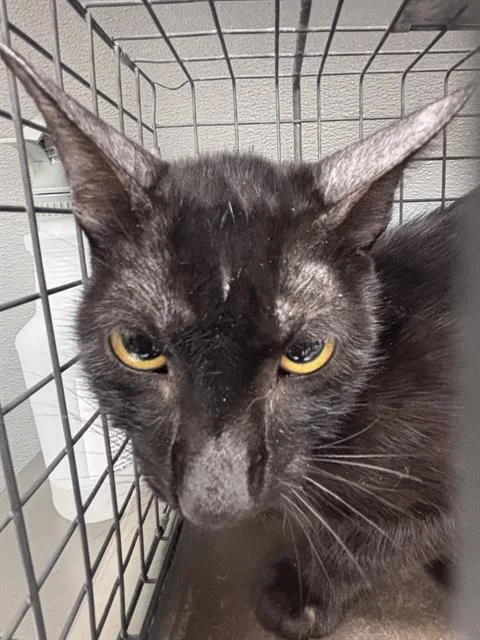 A young large-sized female Domestic Short Hair cat named Chloe for adoption in Las Vegas, NV