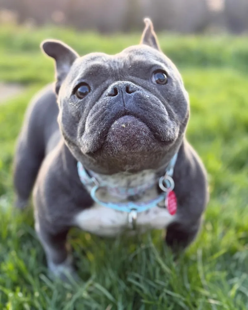 An adult medium-sized female American Bulldog dog named Sweet'n Low for adoption in Westminster, MA
