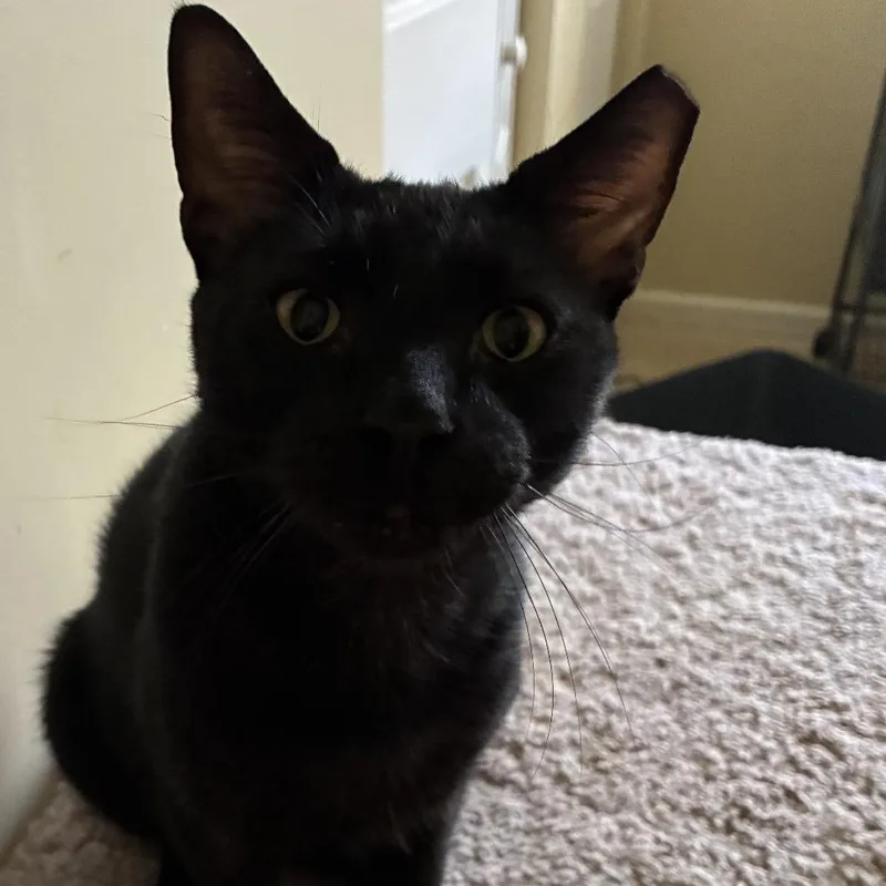 A young large-sized male Black Domestic Short Hair cat named Squeaks for adoption in Boston, MA