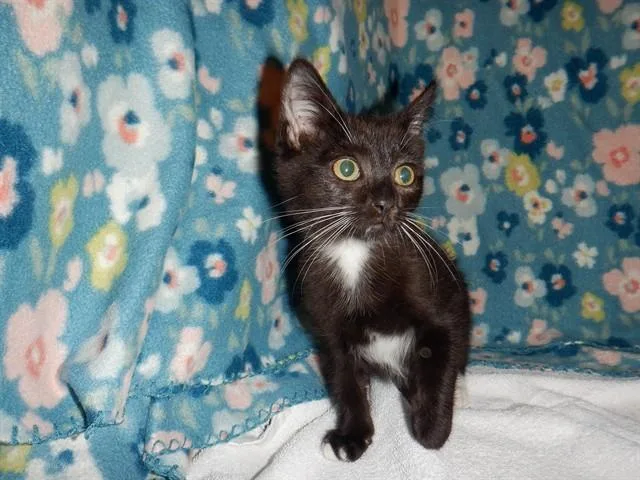 A baby small-sized male Domestic Short Hair cat named Jason for adoption in San Jose, CA
