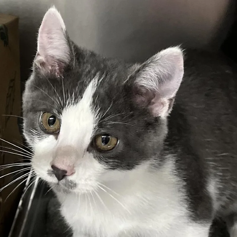 A baby small-sized male Gray / Blue / Silver Domestic Short Hair cat named Mustache for adoption in Baltimore, MD