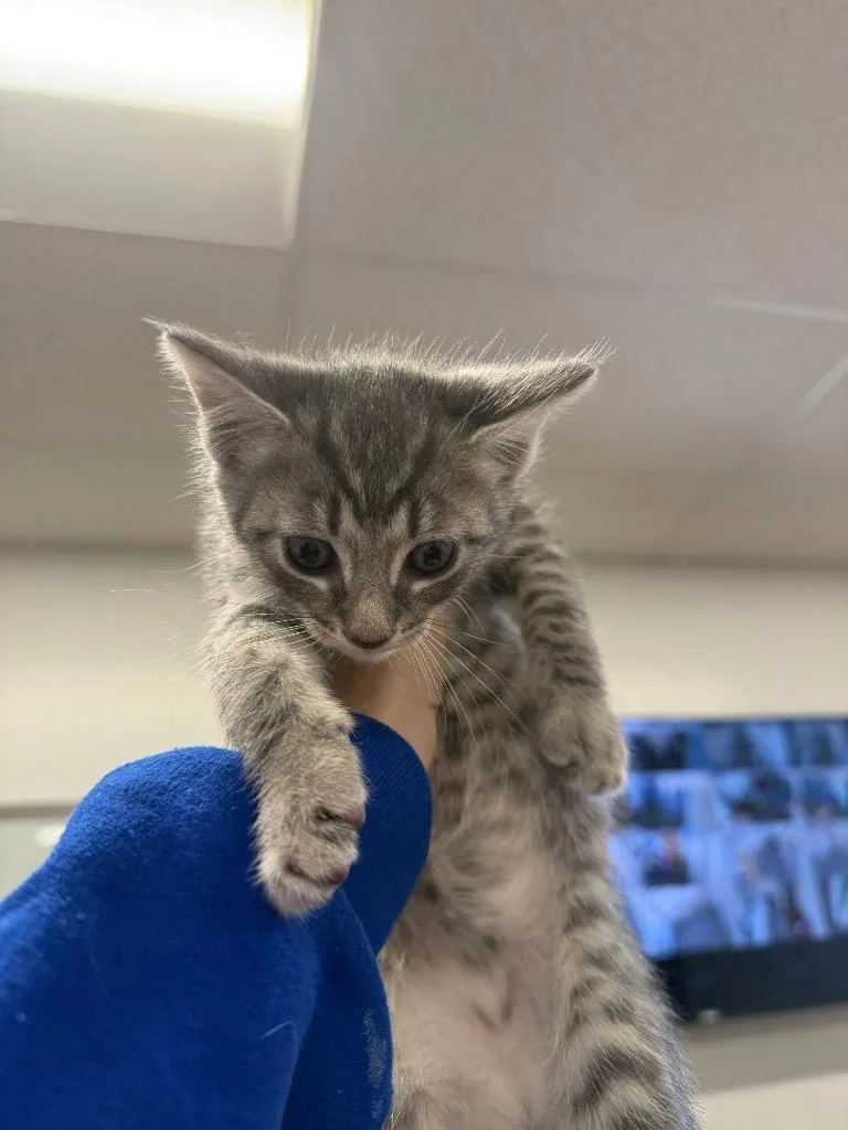 A baby small-sized male Domestic Short Hair cat named Hiccup for adoption in Thousand Oaks, CA