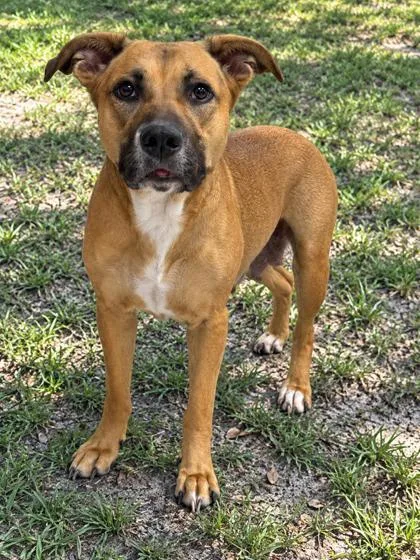 An adult large-sized female Pit Bull Terrier dog named Cheyenne for adoption in Inverness, FL