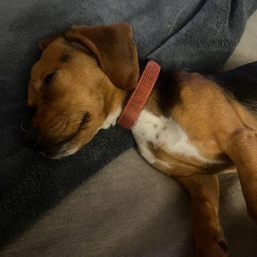 A baby small-sized male Beagle dog named Louis for adoption in Sanford, NC