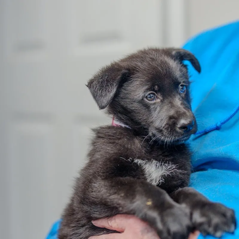 Strawberry Fields thumbnail 3