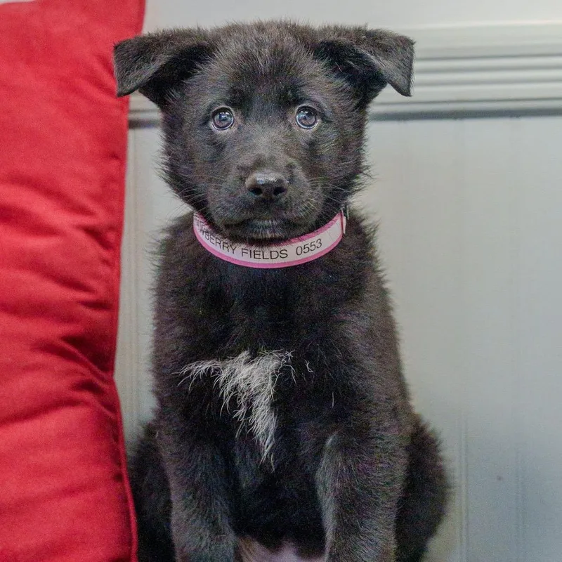 Strawberry Fields thumbnail 5