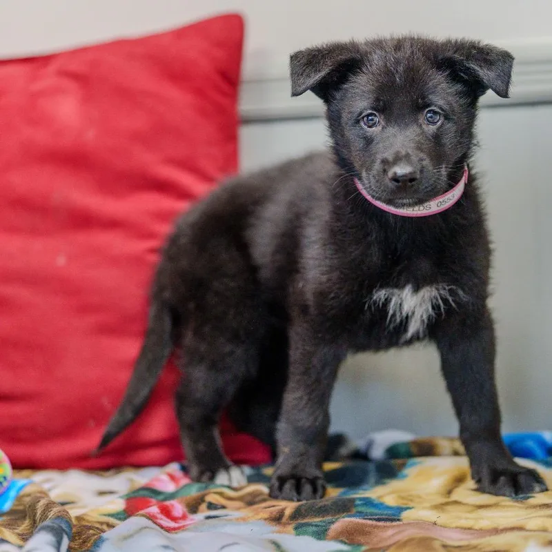 A baby large-sized female Black Black Labrador Retriever dog named Strawberry Fields for adoption in Pawling, NY