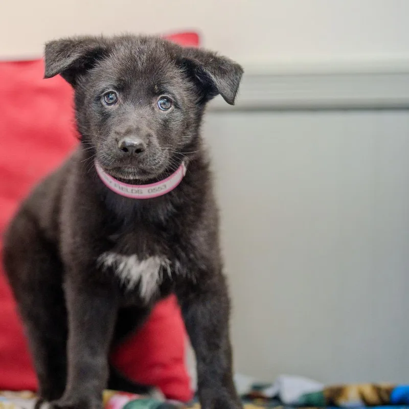 Strawberry Fields thumbnail 6