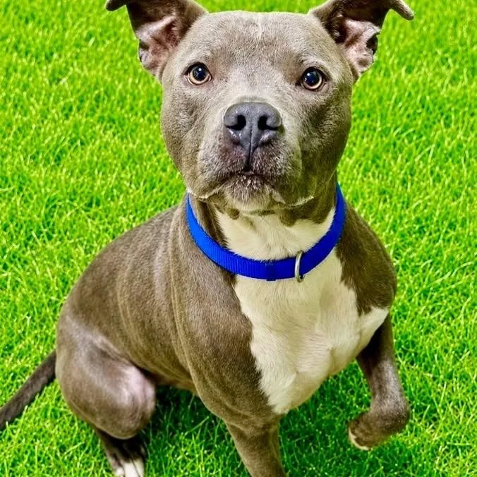 An adult large-sized male Gray / Blue / Silver Terrier dog named Bucky for adoption in Battle Creek, MI