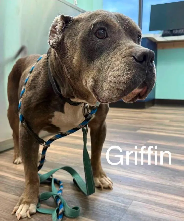 Griffin