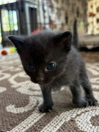 A baby small-sized male Domestic Short Hair cat named Cinder for adoption in Port Saint Joe, FL