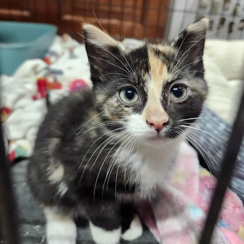 A baby small-sized female Calico Domestic Short Hair cat named Curry for adoption in Middletown, OH