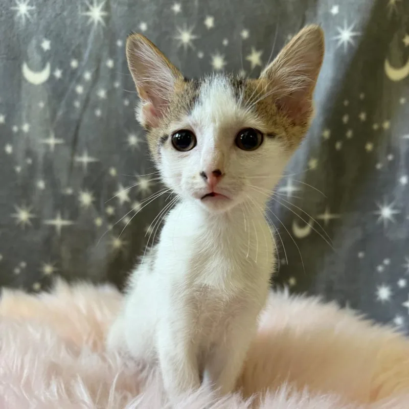 A baby small-sized male Brown / Chocolate Domestic Short Hair cat named Aster for adoption in Deerfield, IL
