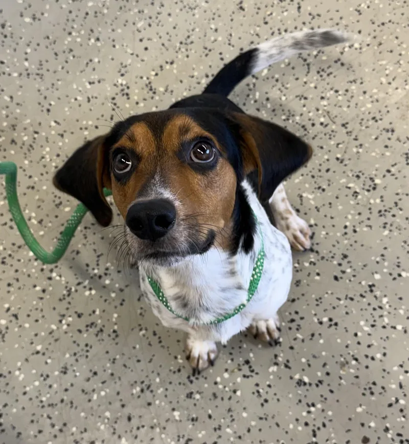 A young small-sized male Beagle dog named Copper for adoption in Blue Springs, MO
