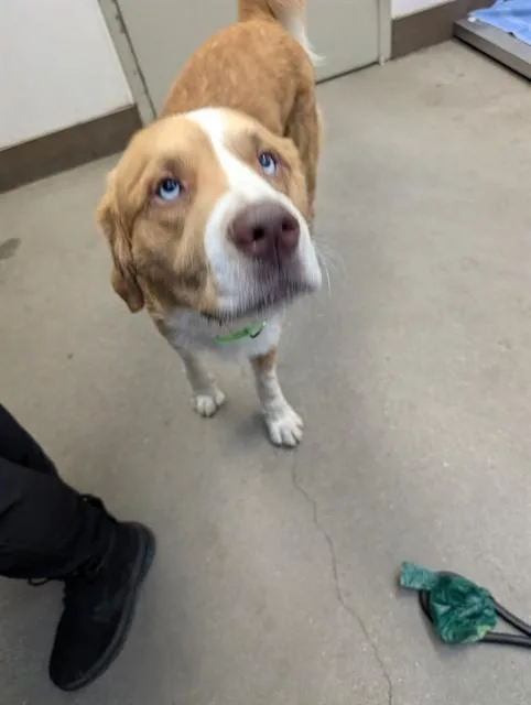 A young large-sized male Saint Bernard dog named Pebble for adoption in Tucson, AZ