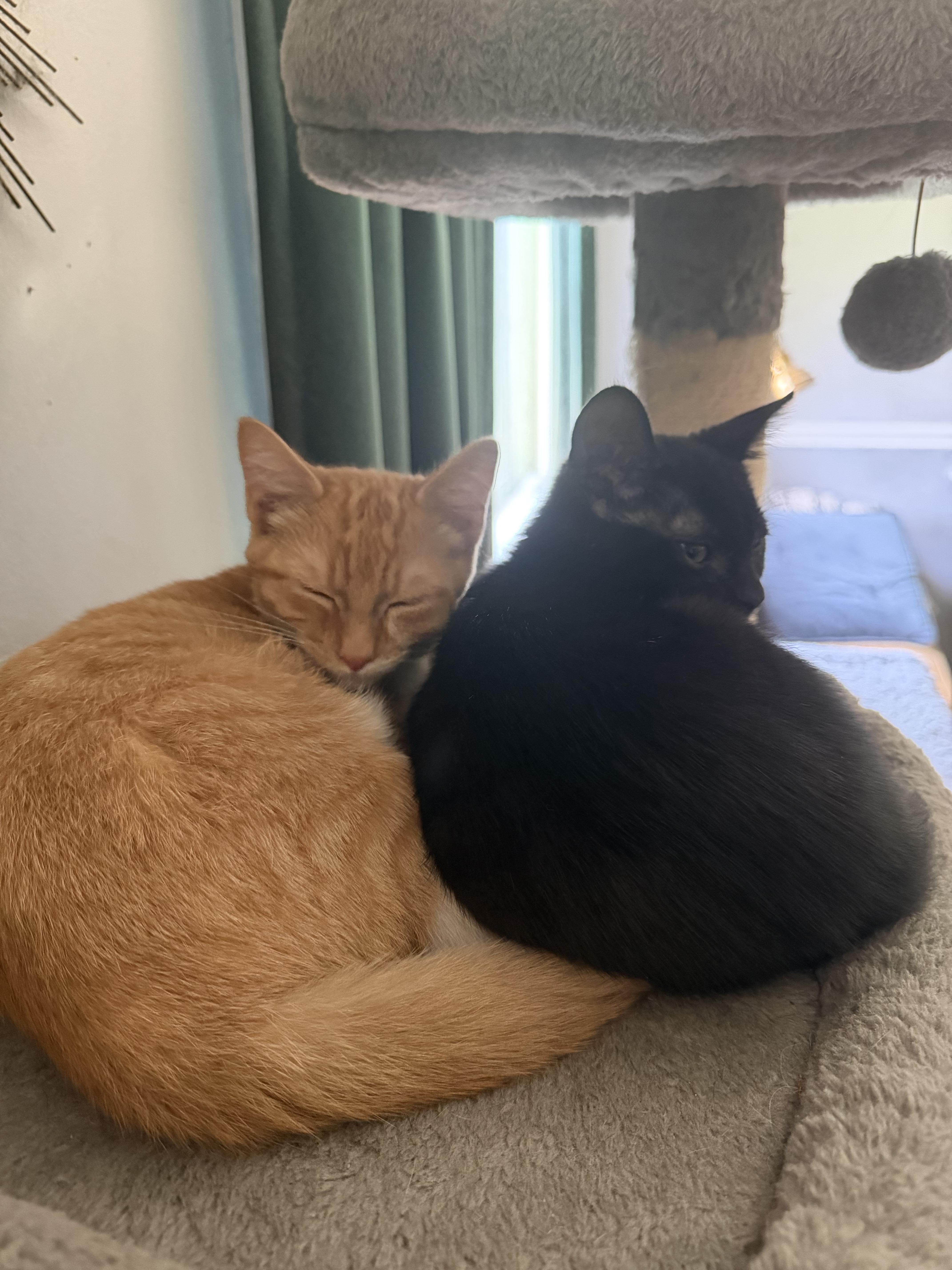 A baby small-sized male Black Domestic Short Hair cat named Mookie & Hamilton for adoption in Nashville, TN