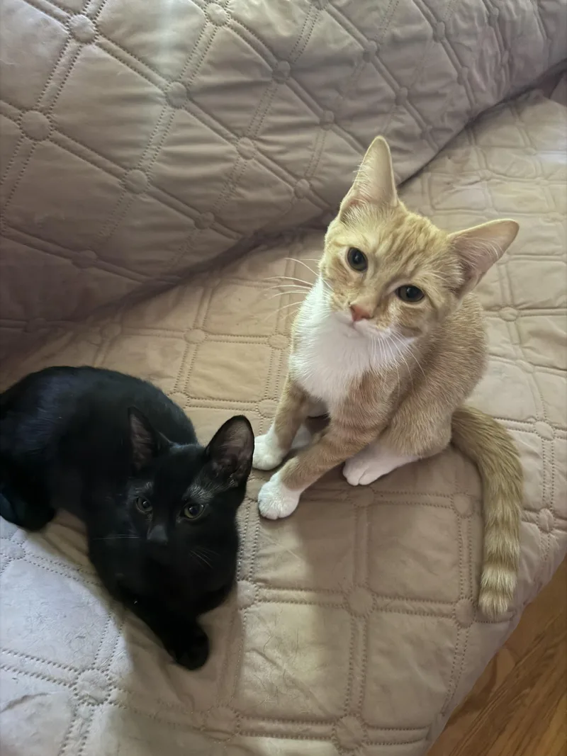 Mookie & Hamilton thumbnail 2