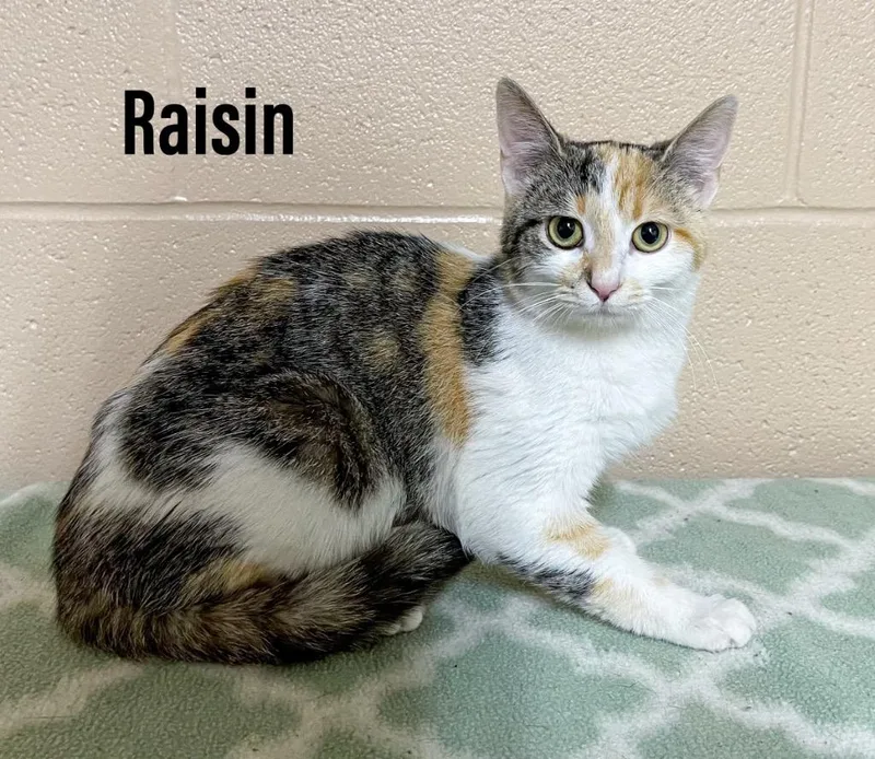 A baby small-sized female Domestic Short Hair cat named Raisin for adoption in Clearfield, KY