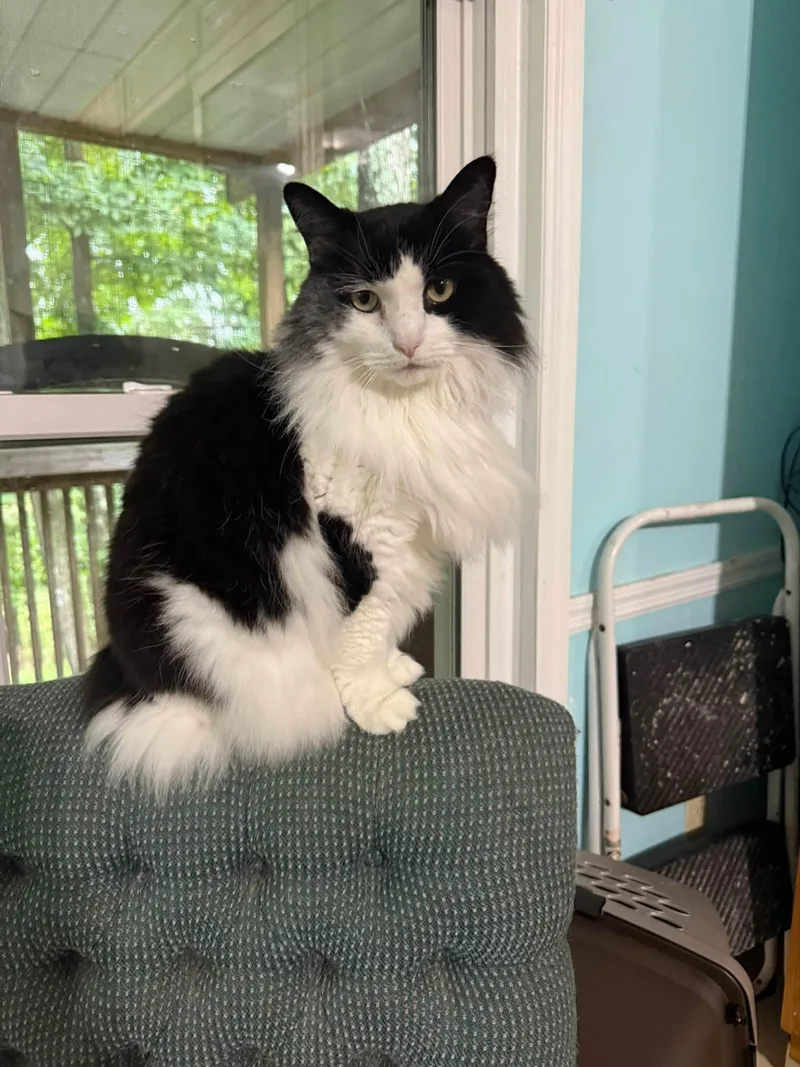 An adult medium-sized female Domestic Long Hair cat named Priscilla for adoption in Dellslow, WV