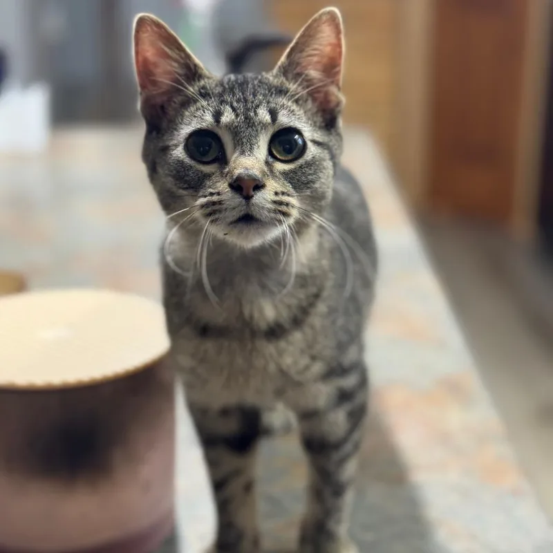 A young small-sized male Brown / Chocolate Domestic Short Hair cat named Little Blue for adoption in Rochester, MN
