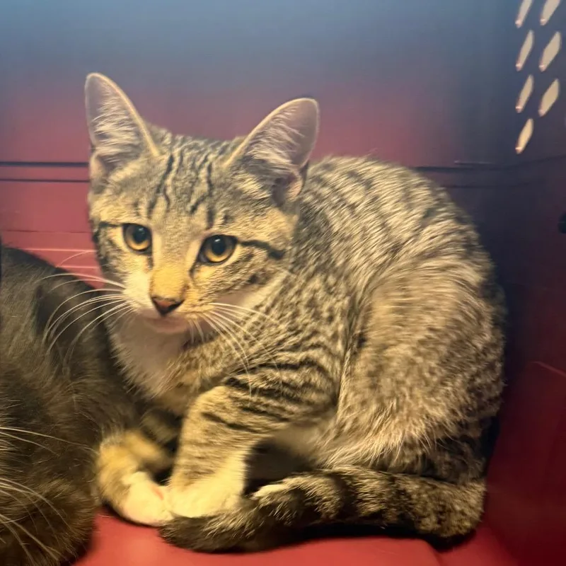 A baby small-sized male Gray / Blue / Silver Domestic Short Hair cat named Crosby for adoption in Wilmington, DE
