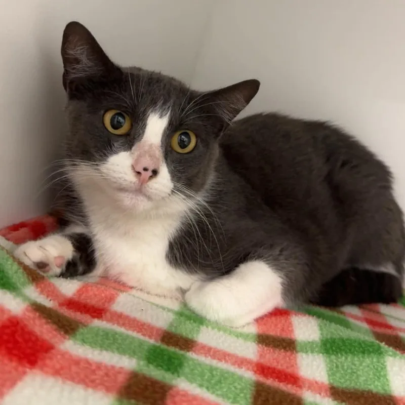 An adult medium-sized female American Shorthair cat named Daenerys for adoption in Danbury, CT