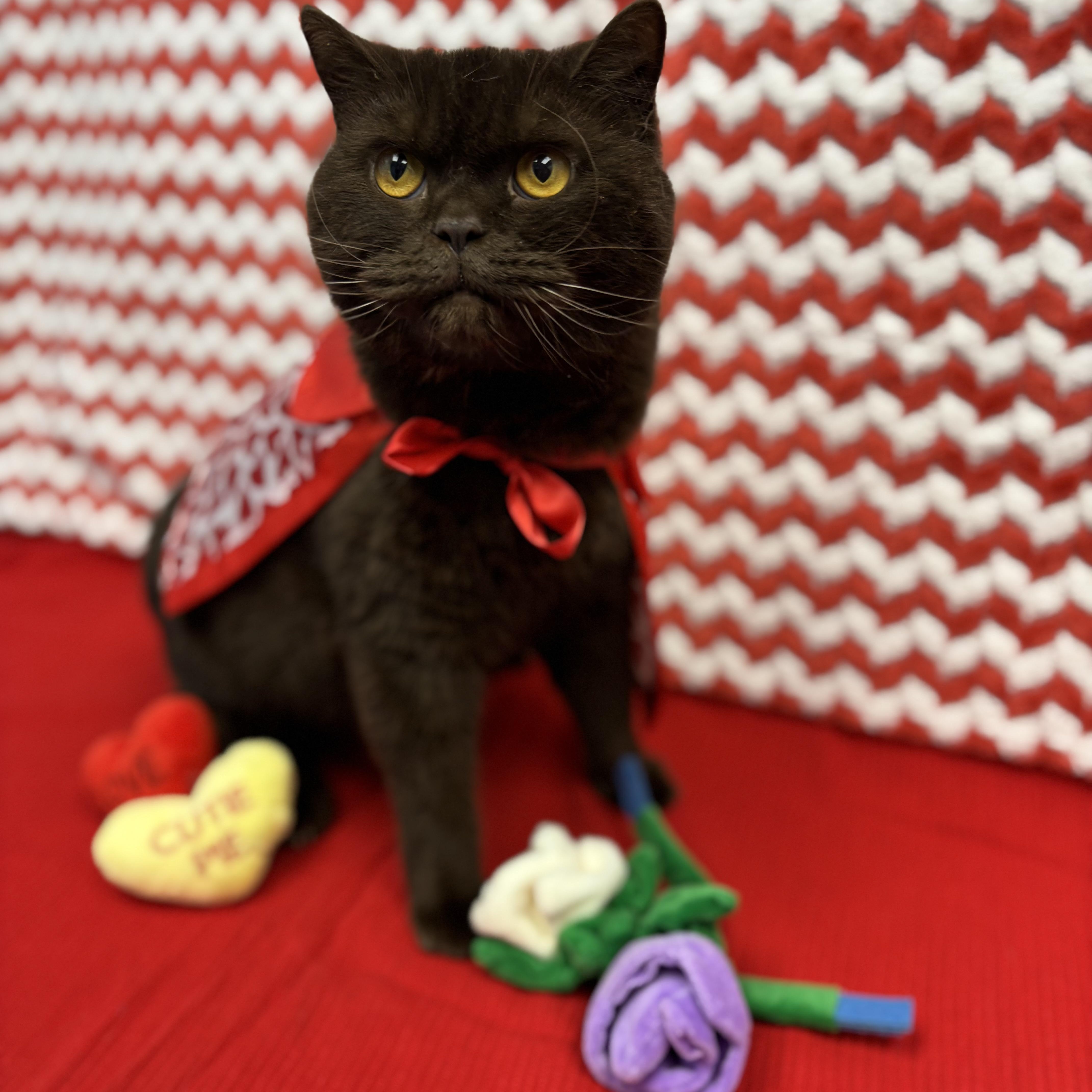 Toblerone thumbnail 4