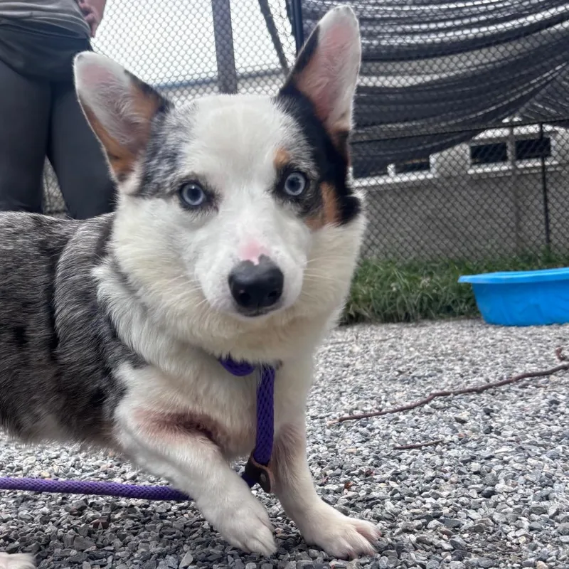 An adult small-sized female White / Cream Corgi dog named Zeva for adoption in York, PA