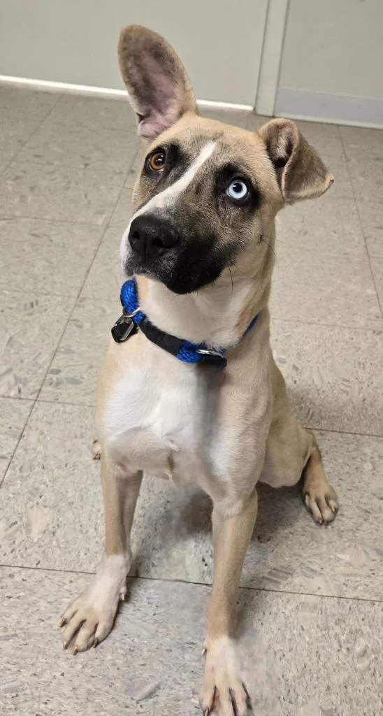 A young medium-sized female Husky dog named Cleo for adoption in Sandusky, OH