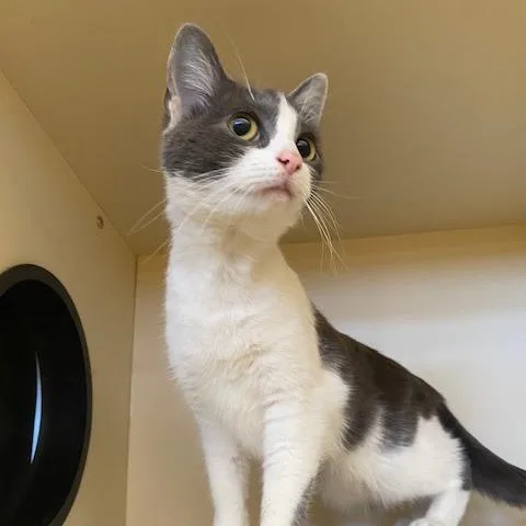 A baby medium-sized female Gray / Blue / Silver Domestic Short Hair cat named Patty for adoption in Dayton, OH